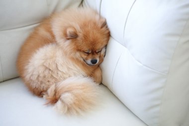 Beyaz deri koltukta uyuyan Pomeranian köpek sevimli hayvanlar