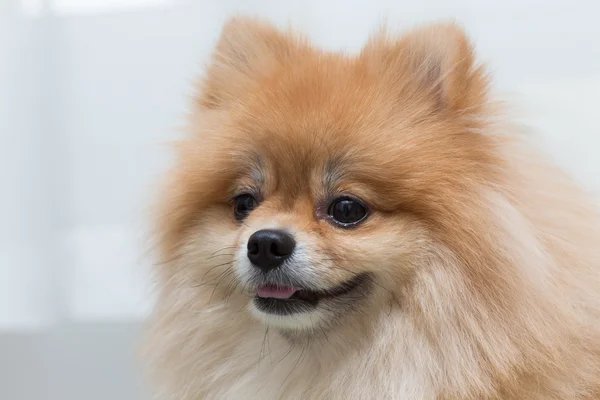 Puppy Pommeren hond schattig huisdieren in huis, close-up beeld — Stockfoto