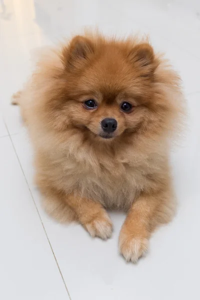 Valp pomeranian hund söta husdjur — Stockfoto