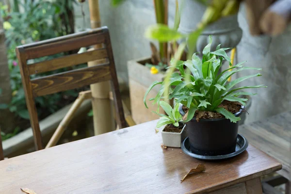 Pohon kecil di pot tanaman dihiasi pada meja kayu — Stok Foto