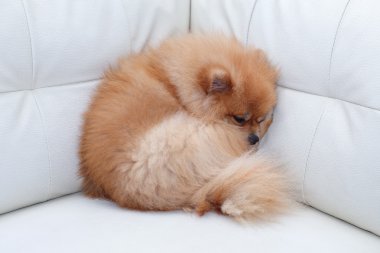 Beyaz deri koltukta uyuyan Pomeranian köpek sevimli hayvanlar