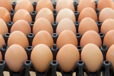 Taze organik yumurta tavuk çiftliği tarım Satılık