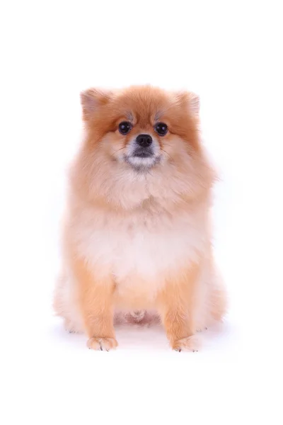 Hnědá špicl pes izolovaných na bílém pozadí, roztomilý pe — Stock fotografie