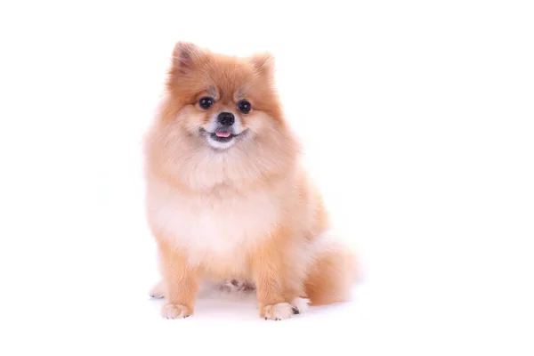 Marrón perro pomerania aislado sobre fondo blanco, lindo pe — Foto de Stock