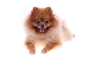 kahverengi Pomeranya köpeği beyaz zemin üzerine sevimli hayvan izole.