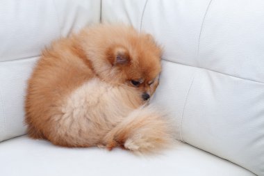 Beyaz deri koltukta uyuyan Pomeranian köpek sevimli hayvanlar