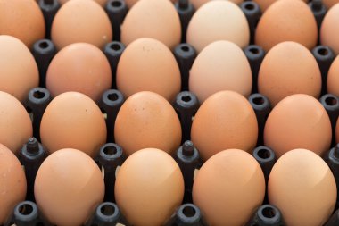 Taze organik yumurta tavuk çiftliği tarım Satılık