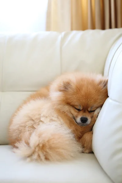 Pomeranian cão bonito animais de estimação dormindo no sofá de couro branco — Fotografia de Stock