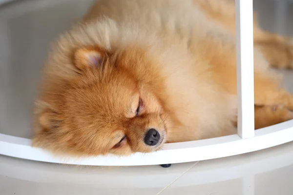 Pomeranian perro lindo mascotas durmiendo en casa — Foto de Stock