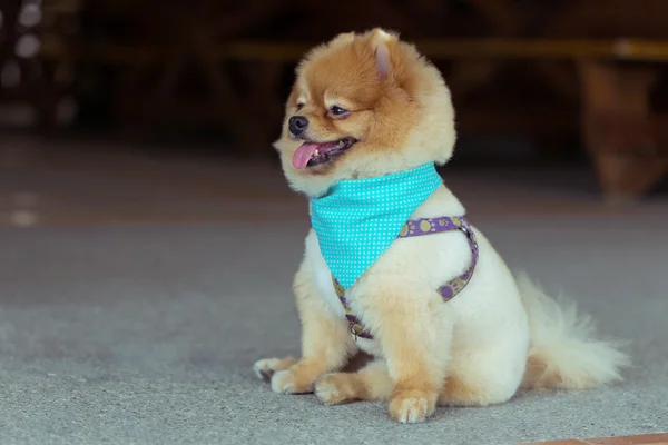 Pommerscher Hund sitzt niedlich Haustiere glückliches Lächeln — Stockfoto