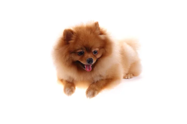 Brun pomeranian hund isolerad på vit bakgrund, söta husdjur — Stockfoto
