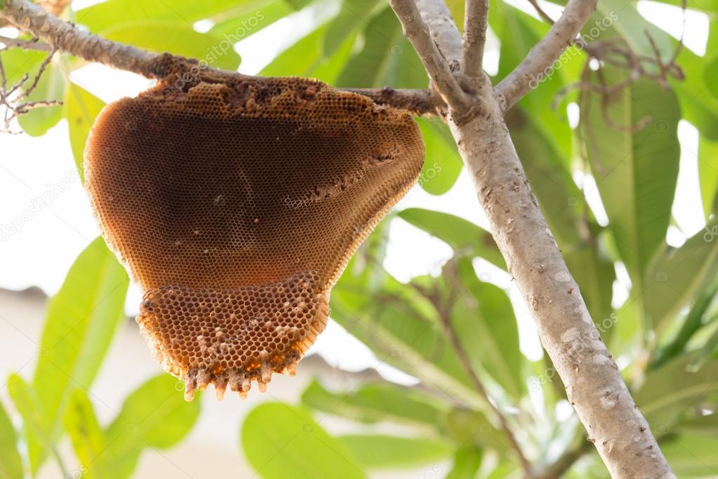 big honeycomb bee on green tree natural