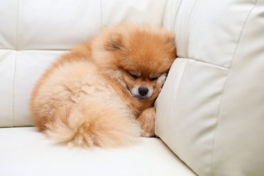 Beyaz deri koltukta uyuyan Pomeranian köpek sevimli hayvanlar