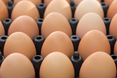 tavuk çiftliği tarım taze organik yumurta