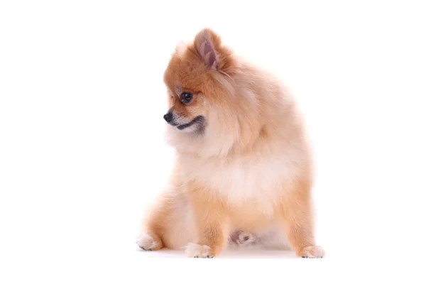 Brun pomeranian hund isolerad på vit bakgrund, söta husdjur — Stockfoto