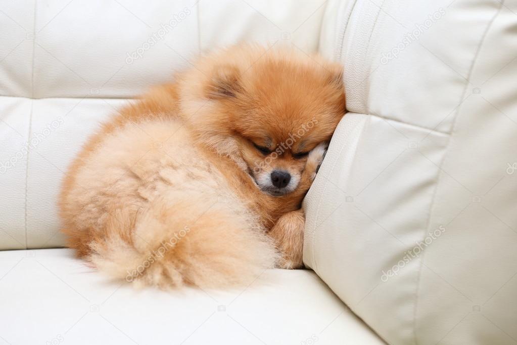 Pomeranian Dog Cute Pets Sleeping On White Leather Sofa Stock Photo By Sutichak 84151532 Pomeranian Dog Cute Pets Sleeping On, Pet Dog Leather Sofa