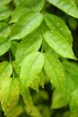 Bahçedeki yeşil yaprağa su damlası, ilkbaharda doğal arka plan