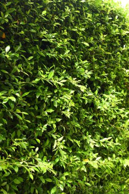 Bahçede yeşil yaprak çiti, ilkbaharda doğal arka plan