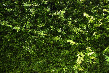 Bahçede yeşil yaprak çiti, ilkbaharda doğal arka plan