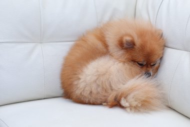 Beyaz deri koltukta uyuyan Pomeranian köpek sevimli hayvanlar
