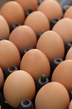 Taze organik yumurta tavuk çiftliği tarım Satılık