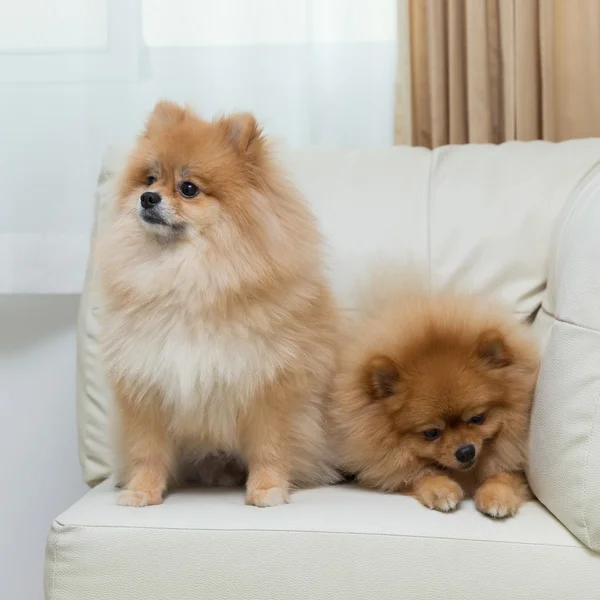 Cachorro pomeranian cão bonito animais de estimação sentados no sofá branco móveis — Fotografia de Stock