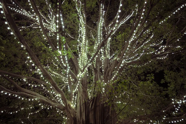 Beau grand arbre décoré de lumières scintillantes — Photo