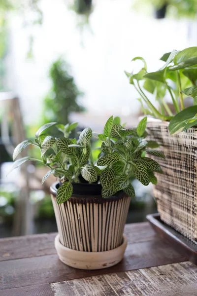 Pequena árvore no pote planta decorada loja de café — Fotografia de Stock