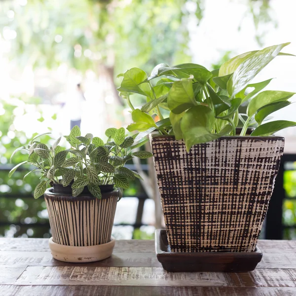 Pequena árvore no pote planta decorada loja de café — Fotografia de Stock