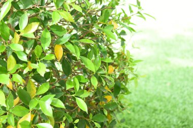 Bahçede güzel yeşil bir yaprak İlkbaharda doğal bir arka plan
