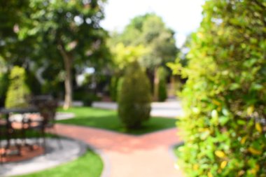 Sabahları soyut bulanık bahçe, dış bahçe tasarımı.