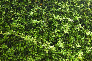 Bahçede yeşil yaprak çiti, ilkbaharda doğal arka plan