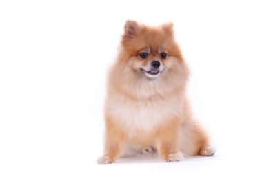 kahverengi Pomeranya köpeği beyaz zemin üzerine sevimli hayvan izole.