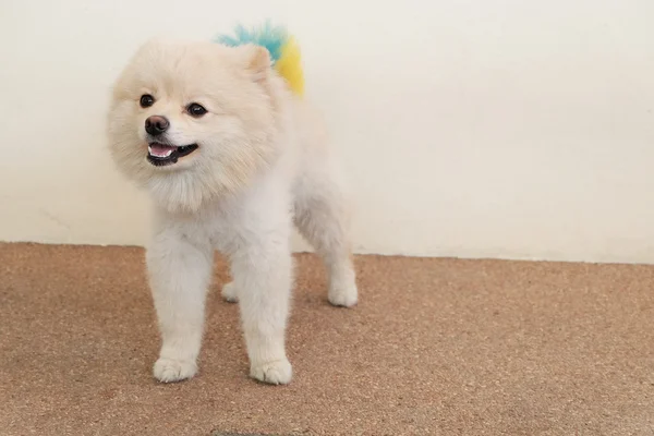 Witte pup Pommeren hond schattig huisdieren camera kijken — Stockfoto