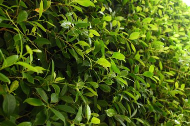 Bahçede yeşil yaprak çiti, ilkbaharda doğal arka plan