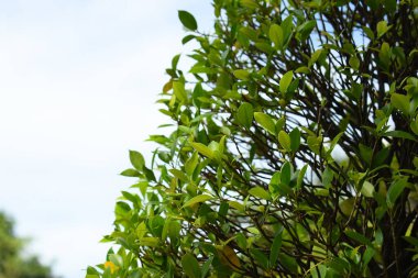 Mavi gökyüzünde güzel yeşil bir yaprak İlkbaharda doğal bir arka plan