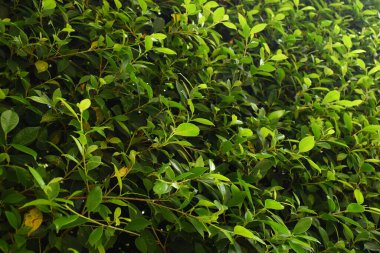 Bahçede yeşil yaprak çiti, ilkbaharda doğal arka plan