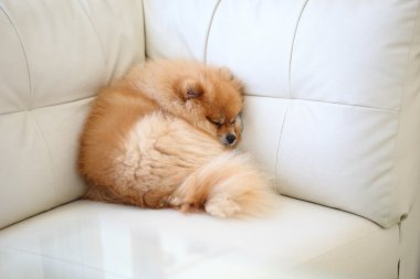 Beyaz deri koltukta uyuyan Pomeranian köpek sevimli hayvanlar