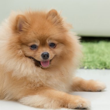 Pomeranian köpek sevimli hayvanlar mutlu ev