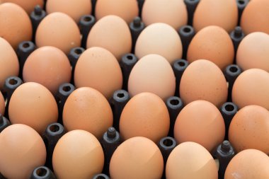 Taze organik yumurta tavuk çiftliği tarım Satılık