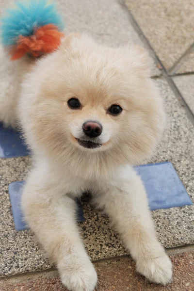 Blanco cachorro pomeranian perro lindo mascotas mirando cámara —  Fotos de Stock