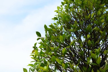 Mavi gökyüzünde güzel yeşil bir yaprak İlkbaharda doğal bir arka plan