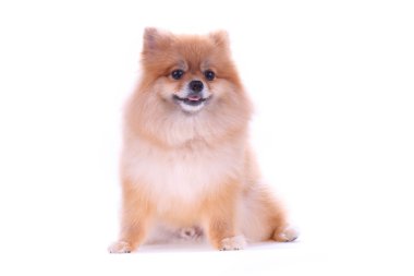 kahverengi Pomeranya köpeği beyaz zemin üzerine sevimli hayvan izole.