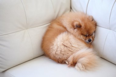 Beyaz deri koltukta uyuyan Pomeranian köpek sevimli hayvanlar