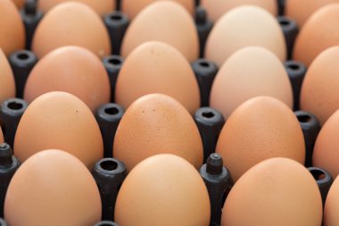 Taze organik yumurta tavuk çiftliği tarım Satılık