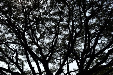 büyük ağaç arkaplanının dalları