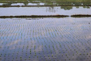 pirinç tarlası tarım çiftliği, doğal altyapı