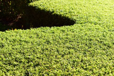 Baharda güneş ışığı alan yeşil yaprak ağacı arkaplanı