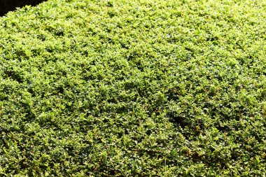 Baharda güneş ışığı alan yeşil yaprak ağacı arkaplanı