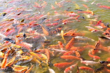 Doğal gölette renkli bok balığı